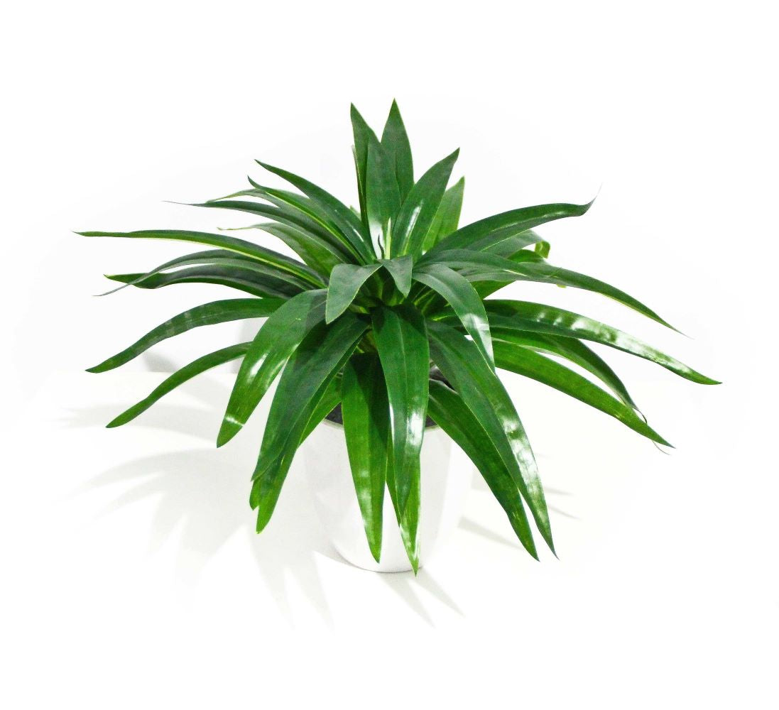 Aloe Vera Plant Stem 30cm