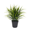 Potted Artificial Grass Plant Dense Green Grass UV Resistant 38cm
