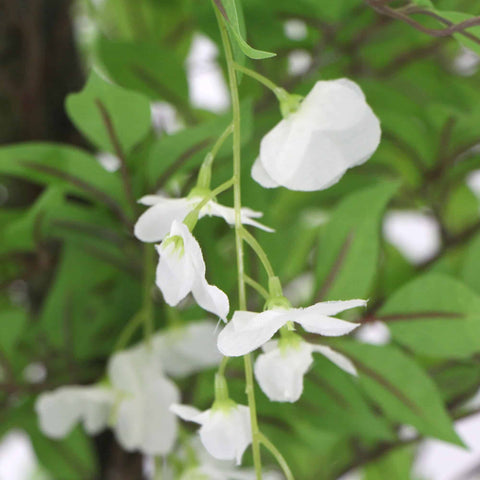 Flowering Artificial Wisteria with White Flowers 180cm