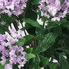 120cm UV Protected Artificial Lilac Crepe Myrtle Tree | Outdoor Faux Flowering Plant - Designer Vertical Gardens