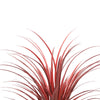 Burgundy Potted Artificial Long Grass (Yucca Grass) 75cm UV Resistant