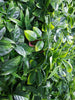 Luxury Green Meadows Vertical Garden Green Wall Panel 1m x 1m – SGS UV Resistant - overhead view