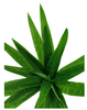 3 Pack - Aloe Vera Plant Stem 30cm - Designer Vertical Gardens artificial garden wall plants artificial green wall australia