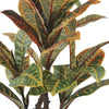 Artificial Potted Flaming Zebra (Codiaeum variegatum / crotons) 55cm
