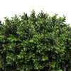 76cm UV Resistant Artificial Topiary Shrub | Compact Faux Hedyotis for Outdoor & Indoor - Designer Vertical Gardens artificial green wall sydney artificial hedges sydney
