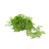 80cm Hanging Fresh Green Dense Maiden Hair Fern Bush UV Resistant - Designer Vertical Gardens artificial vertical garden melbourne artificial vertical green wall