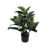 Artificial Bushy Dense Variegated Ficus Tree (Rubber Tree) 50cm - close-up view