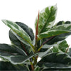 Artificial Bushy Dense Variegated Ficus Tree (Rubber Tree) 50cm - angle view