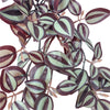 Artificial Hanging / Draping Burgundy Tradescantia Zebrina 42cm