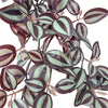 Artificial Hanging / Draping Burgundy Tradescantia Zebrina 42cm - detail view