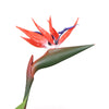 Artificial Bird Of Paradise Plant 150cm (Red Flowers) - angle view