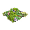 Dense Succulent Vertical Garden Green Wall Panel 50cm x 50cm – SGS UV Resistant - close-up view