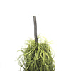 Artificial Air Plant / Spanish Moss (Old Man Beard) 60cm - Designer Vertical Gardens artificial green wall australia green wall
