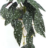 Artificial Begonia Plant In Decorative Bowl 30cm - Designer Vertical Gardens Artificial Shrubs and Small plants Flowering plants