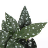 Artificial Begonia Plant In Decorative Bowl 30cm - Designer Vertical Gardens Artificial Shrubs and Small plants Flowering plants