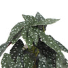 Artificial Begonia Plant In Decorative Bowl 30cm - Designer Vertical Gardens Artificial Shrubs and Small plants Flowering plants