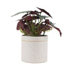 Artificial Bergonia Plant In Decorative Bowl 30cm - Designer Vertical Gardens Artificial Shrubs and Small plants Flowering plants
