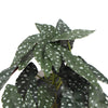 Artificial Bergonia Plant In Decorative Bowl 30cm - Designer Vertical Gardens Artificial Shrubs and Small plants Flowering plants