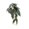Artificial Bergonia Plant In Decorative Bowl 30cm - Designer Vertical Gardens Artificial Shrubs and Small plants Flowering plants