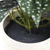 Artificial Bergonia Plant In Decorative Bowl 30cm - Designer Vertical Gardens Artificial Shrubs and Small plants Flowering plants