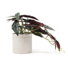 Artificial Bergonia Plant In Decorative Bowl 30cm - Designer Vertical Gardens Artificial Shrubs and Small plants Flowering plants