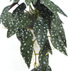 Artificial Bergonia Plant In Decorative Bowl 30cm - Designer Vertical Gardens Artificial Shrubs and Small plants Flowering plants