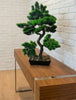 Artificial Bonsai Tree 70cm x 45cm - Premium Handmade Potted Plant - Designer Vertical Gardens artificial bonsai Artificial Trees