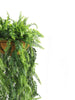 Artificial Hanging Fern Display – UV Resistant (45cm x 125cm) - Designer Vertical Gardens artificial hanging ferns Artificial Trees
