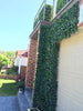 Artificial Ivy Hedge Panel 1m x 1m – SGS UV Resistant - Designer Vertical Gardens artificial garden wall plants artificial green wall australia