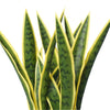 Artificial Mother in Law Tongue / Yellow Tongue Sansevieria UV Resistant 60CM - Designer Vertical Gardens Artificial Shrubs and Small plants Artificial Trees