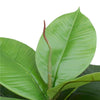 Artificial Potted Rubber Plant 55 cm - Designer Vertical Gardens artificial green wall sydney artificial vertical garden melbourne