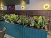 Artificial Potted Taro Plant / Elephant Ear 70cm - Designer Vertical Gardens Artificial Shrubs and Small plants Office and House plants