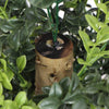 Artificial Potted Topiary Tree 120cm UV Resistant - Designer Vertical Gardens Artificial Trees Artificial Trees for Balconies