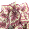 Artificial Red Variegated Hanging Tropical Ginger Plant 45cm - Designer Vertical Gardens fake plant stem hanging fern