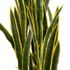 Artificial Snake Plant 150cm - UV Resistant Sansevieria with Yellow Edges - Designer Vertical Gardens Artificial Shrubs and Small plants Artificial Trees
