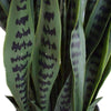 Artificial Snake Plant Sansevieria UV Resistant 60cm - Designer Vertical Gardens Artificial Shrubs and Small plants Artificial Yellow Tongue