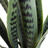 Artificial Snake Plant Sansevieria UV Resistant 60cm - Designer Vertical Gardens Artificial Shrubs and Small plants Artificial Yellow Tongue