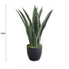 Artificial Snake Plant Sansevieria UV Resistant 60cm - Designer Vertical Gardens Artificial Shrubs and Small plants Artificial Yellow Tongue