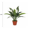Artificial Spathiphyllum Peace Lily Plant with White Flowers 60cm - Designer Vertical Gardens Artificial Shrubs and Small plants Artificial Trees