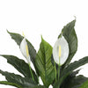 Artificial Spathiphyllum Peace Lily Plant with White Flowers 60cm - Designer Vertical Gardens Artificial Shrubs and Small plants Artificial Trees