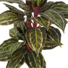 Artificial Wide Leaf Cordyline Plant 90cm - Designer Vertical Gardens artificial garden wall plants artificial green wall australia