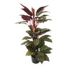 Artificial Wide Leaf Cordyline Plant 90cm - Designer Vertical Gardens artificial garden wall plants artificial green wall australia
