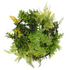 Black Framed Roof Hanging Disc With Draping Life - Like Plants 40cm - Designer Vertical Gardens hanging fern hanging garland