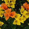 Bougainvillea Bloom Tree – Yellow & Orange Faux Florals (90cm, UV Resistant) - Designer Vertical Gardens Articial Trees Artificial Plants