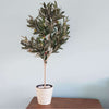 Cream and White Engraved Pot 17cm - Designer Vertical Gardens Pots