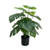 Lush Mini Monstera Plant – Decorative Potted Greenery (50cm) - side view