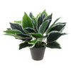 Dense Potted Artificial Calathea Plant 35cm - Designer Vertical Gardens Artificial Shrubs and Small plants Artificial Trees
