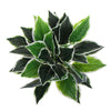 Dense Potted Artificial Calathea Plant 35cm - Designer Vertical Gardens Artificial Shrubs and Small plants Artificial Trees