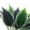 Dense Potted Artificial Calathea Plant 35cm - Designer Vertical Gardens Artificial Shrubs and Small plants Artificial Trees