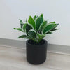 Dense Potted Artificial Calathea Plant 35cm - Designer Vertical Gardens Artificial Shrubs and Small plants Artificial Trees